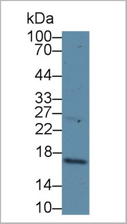 product-image-AAA20299_WB.jpg
