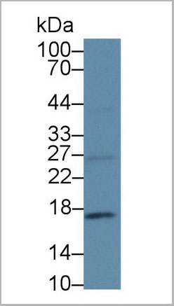 product-image-AAA20299_WB2.jpg