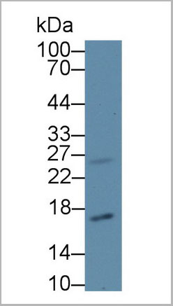 product-image-AAA20299_WB3.jpg
