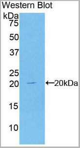 product-image-AAA20299_WB4.jpg