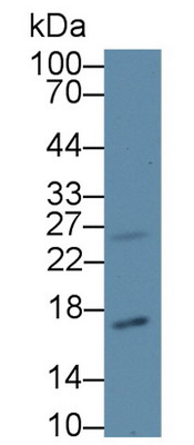 product-image-AAA20299_WB5.jpg