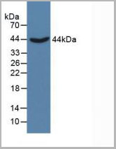 product-image-AAA20300_WB.jpg