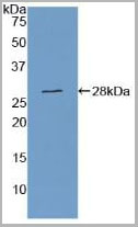 product-image-AAA20300_WB2.jpg