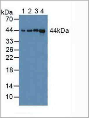 product-image-AAA20302_WB.jpg