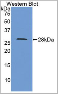 product-image-AAA20302_WB2.jpg