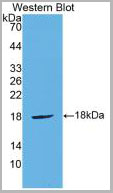 product-image-AAA20303_WB.jpg