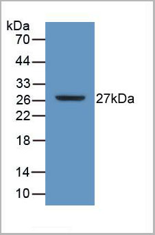 product-image-AAA20304_WB2.jpg