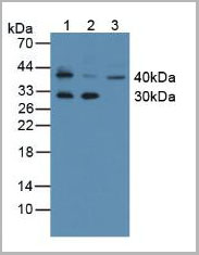 product-image-AAA20306_WB.jpg