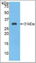 product-image-AAA20306_WB2.jpg