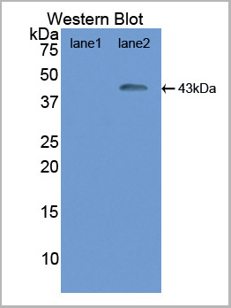 product-image-AAA20308_WB.jpg