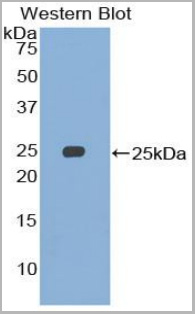product-image-AAA20309_WB2.jpg