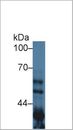 product-image-AAA20310_WB2.jpg