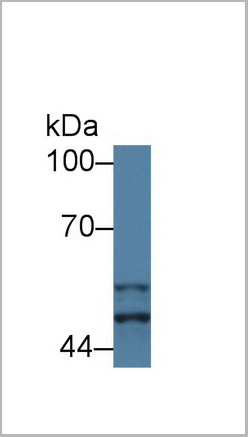 product-image-AAA20310_WB3.jpg
