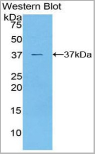 product-image-AAA20310_WB4.jpg