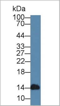 product-image-AAA20311_WB.jpg