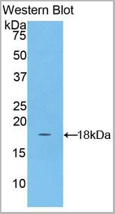 product-image-AAA20313_WB.jpg