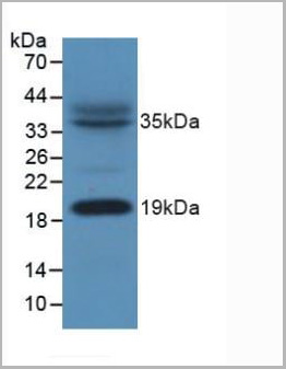 product-image-AAA20313_WB8.jpg