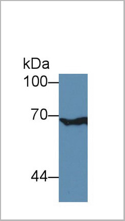 product-image-AAA20315_WB.jpg