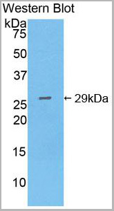 product-image-AAA20315_WB5.jpg