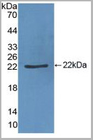product-image-AAA20316_WB.jpg