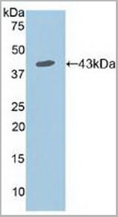 product-image-AAA20318_WB.jpg