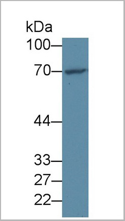 product-image-AAA20319_WB.jpg