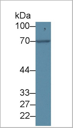 product-image-AAA20319_WB2.jpg