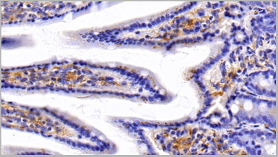 product-image-AAA20320_IHC6.png