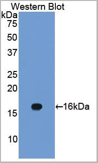 product-image-AAA20320_WB.jpg