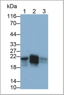 product-image-AAA20320_WB2.png