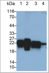 product-image-AAA20320_WB3.png
