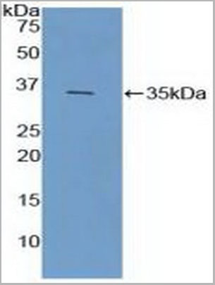 product-image-AAA20321_WB.jpg
