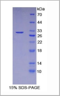 product-image-AAA20324_SDS_PAGE3.jpg