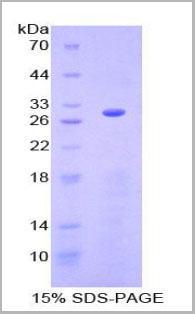 product-image-AAA20325_SDS_PAGE3.jpg