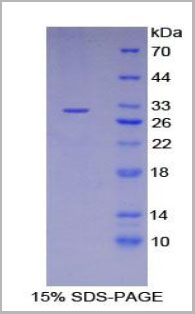 product-image-AAA20327_SDS_PAGE2.jpg
