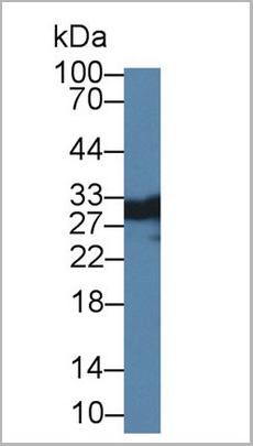 product-image-AAA20817_WB.jpg