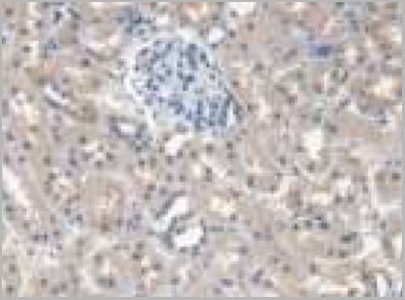 product-image-AAA20820_IHC7.jpg