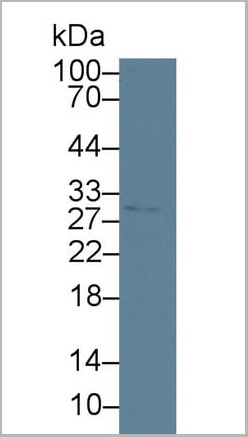 product-image-AAA20827_WB2.jpg