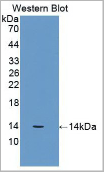 product-image-AAA20834_WB.jpg