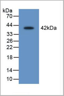 product-image-AAA20836_WB2.jpg
