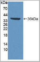 product-image-AAA20839_WB2.jpg