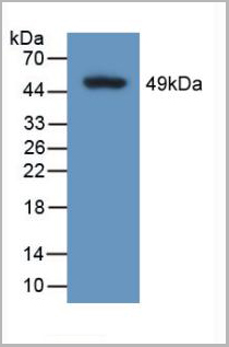 product-image-AAA20843_WB2.jpg