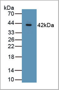 product-image-AAA20844_WB.jpg