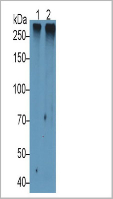 product-image-AAA20844_WB2.jpg