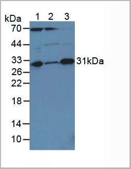 product-image-AAA20845_WB.jpg