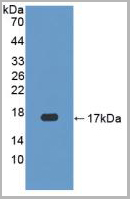 product-image-AAA20845_WB2.jpg