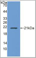 product-image-AAA20846_WB2.jpg