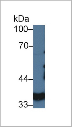 product-image-AAA20855_WB.jpg