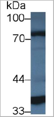 product-image-AAA20855_WB2.jpg