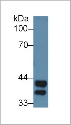 product-image-AAA20856_WB.jpg